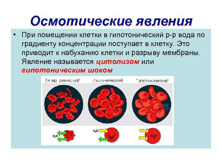 Осмотические явления • При помещении клетки в гипотонический р-р вода по градиенту концентрации поступает