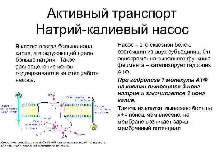 Транспорт натрия активный транспорт