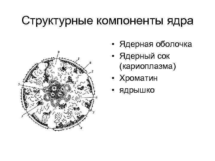 Ядро клетки схема. Структурные компоненты интерфазного ядра. Структурные компоненты интерфазного ядра эукариотической клетки. Основные КОМПАРТМЕНТЫ интерфазного ядра. Основные компоненты клеточного ядра.