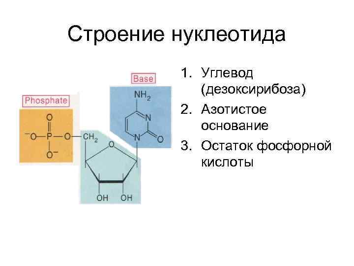 Остаток фосфорной кислоты азотистые основания