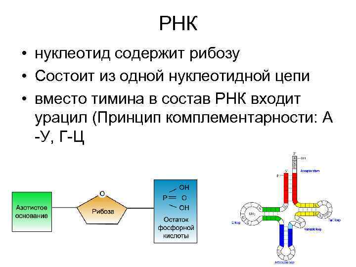 Рнк содержит тимин. РНК состоит из. Нуклеотид РНК состоит из. Нуклеотиды РНК. Содержит нуклеотиды с рибозой.
