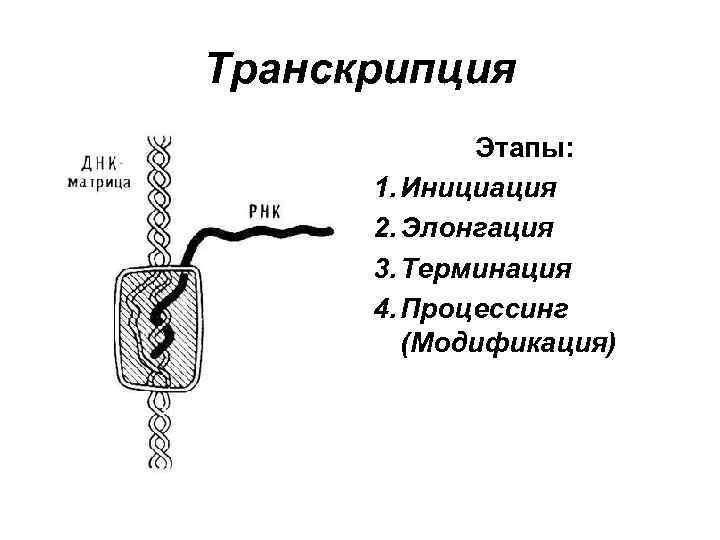 Транскрипция Этапы: 1. Инициация 2. Элонгация 3. Терминация 4. Процессинг (Модификация) 
