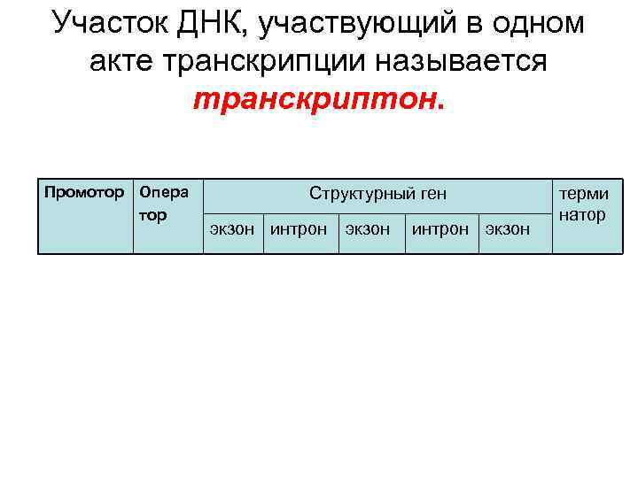 Участок ДНК, участвующий в одном акте транскрипции называется транскриптон. Промотор Опера тор Структурный ген