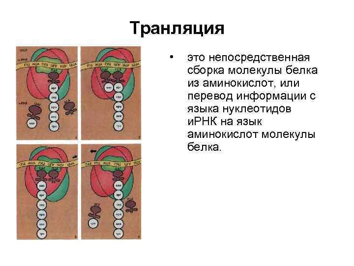 Транляция • это непосредственная сборка молекулы белка из аминокислот, или перевод информации с языка