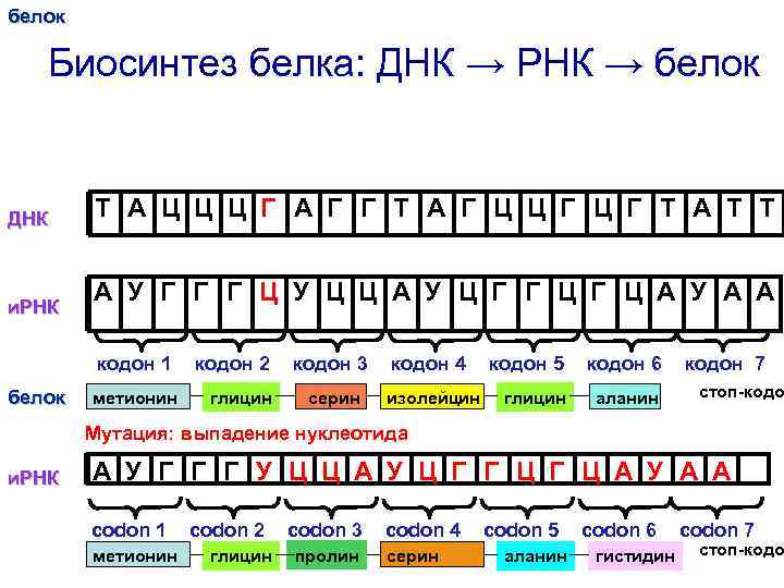 Днк ирнк трнк белок. Синтез белка таблица ЕГЭ. Синтез белка ДНК. Синтез белка ДНК МРНК. Биосинтез белка ДНК ИРНК белок.