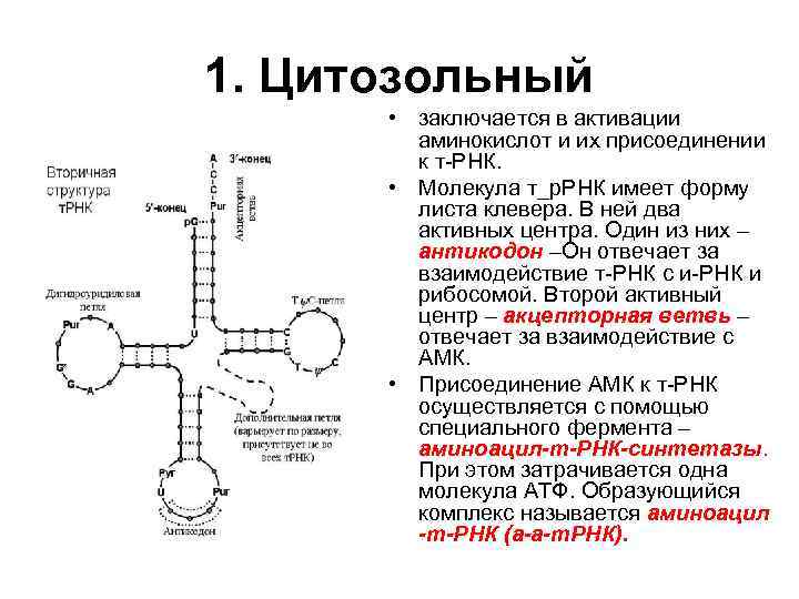Описание молекул рнк. Молекула ТРНК. Молекула т РНК. Взаимодействие ТРНК С аминокислотой. ТРНК С аминокислотой.