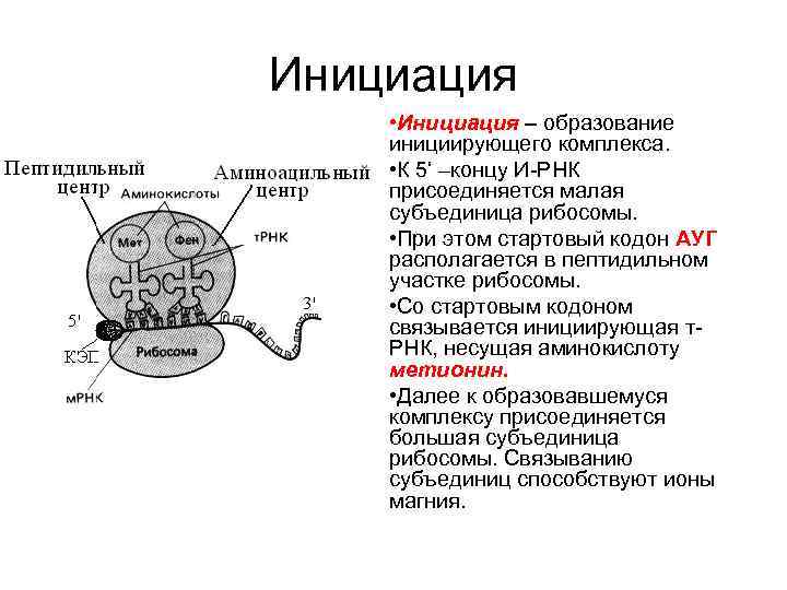 Контур инициация. Аминоацильный и пептидильный центры рибосомы. Функциональные центры рибосом. Схему образования функционально активной рибосомы. Аминоацильный центр рибосомы.