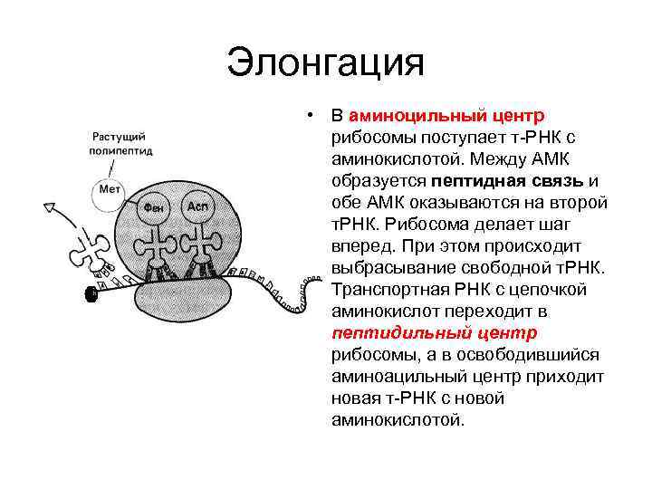 Рибосомы представляют собой