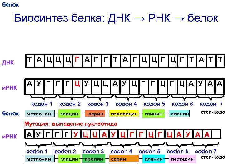 белок Биосинтез белка: ДНК → РНК → белок ДНК и. РНК Т А Ц
