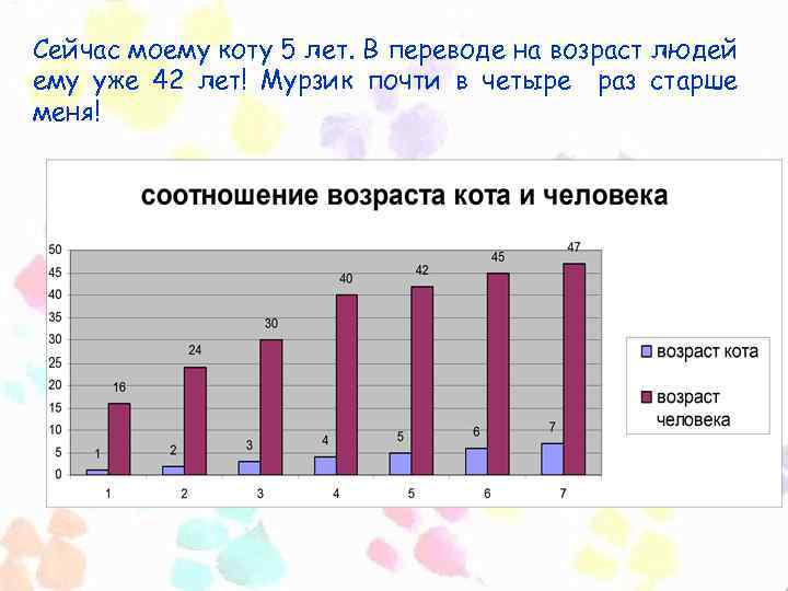 Сейчас моему коту 5 лет. В переводе на возраст людей ему уже 42 лет!