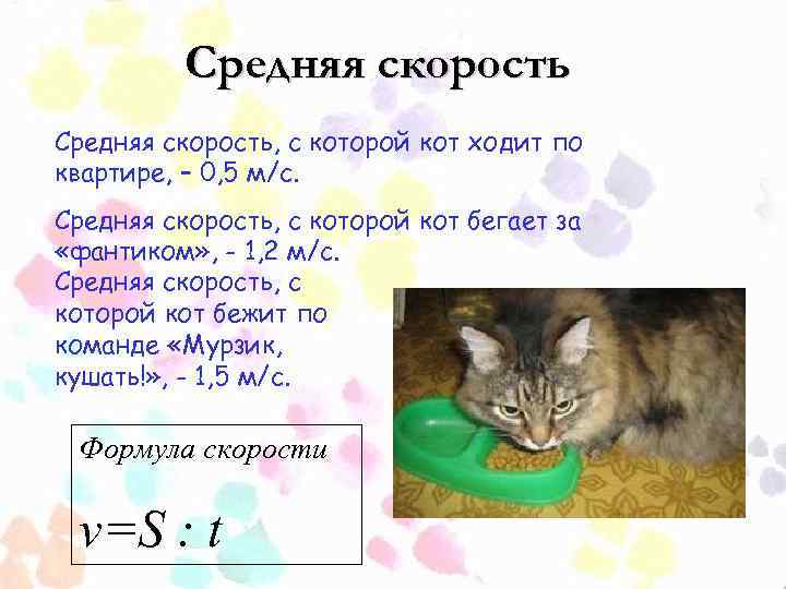 Средняя скорость, с которой кот ходит по квартире, – 0, 5 м/с. Средняя скорость,