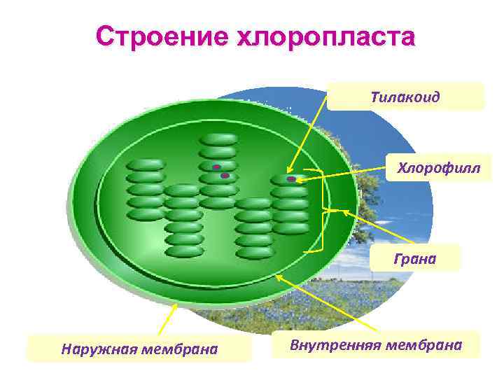 Хлоропласт грана тилакоидов