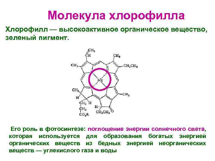 Процесс образования хлорофилла