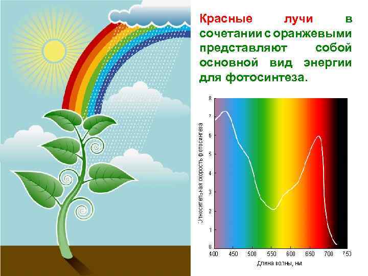 Красные лучи в Для фотосинтеза сочетании используют растения с оранжевыми представляют красные, синиесобой и