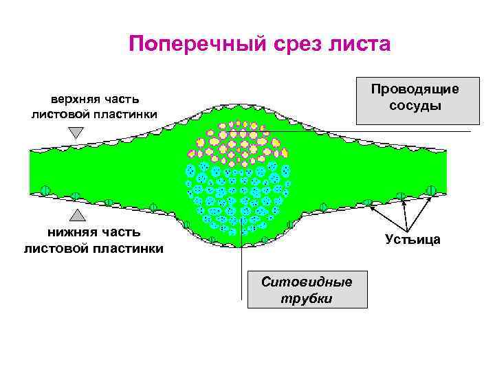 Поперечный срез листа Проводящие сосуды верхняя часть листовой пластинки нижняя часть листовой пластинки Устьица