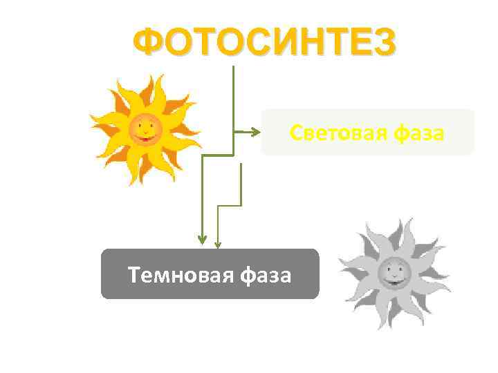 ФОТОСИНТЕЗ Световая фаза Темновая фаза 