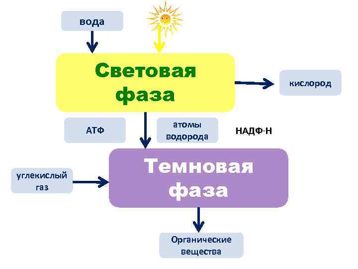 Углекислый газ вода атф