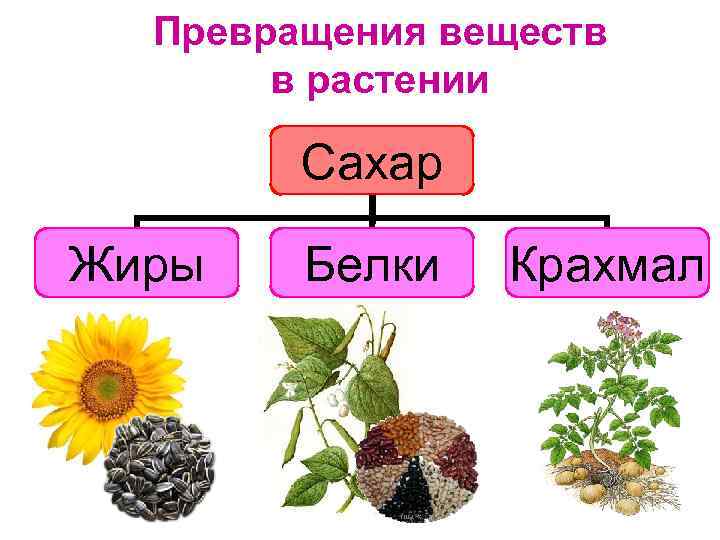 Преобразования у растений