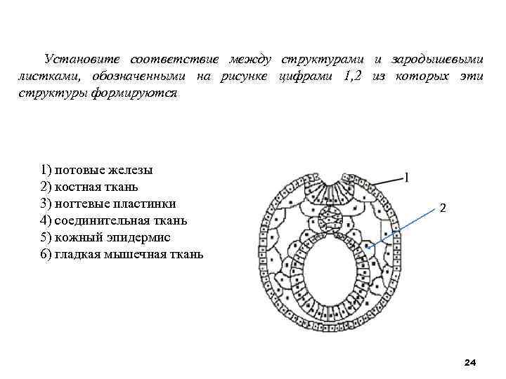 Установите соответствие между характеристиками и структурами эмбриона обозначенными цифрами на схеме