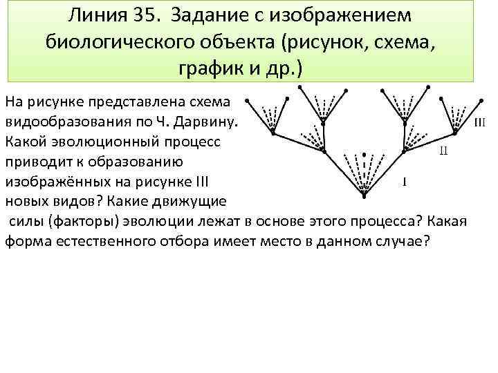 Линия 35. Задание с изображением биологического объекта (рисунок, схема, график и др. ) На