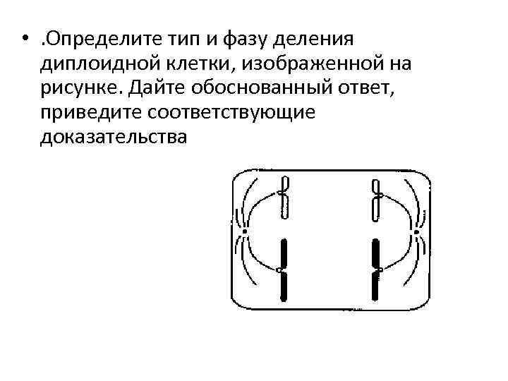 Определите тип и фазу деления исходной диплоидной клетки изображенной на схеме дайте обоснованный