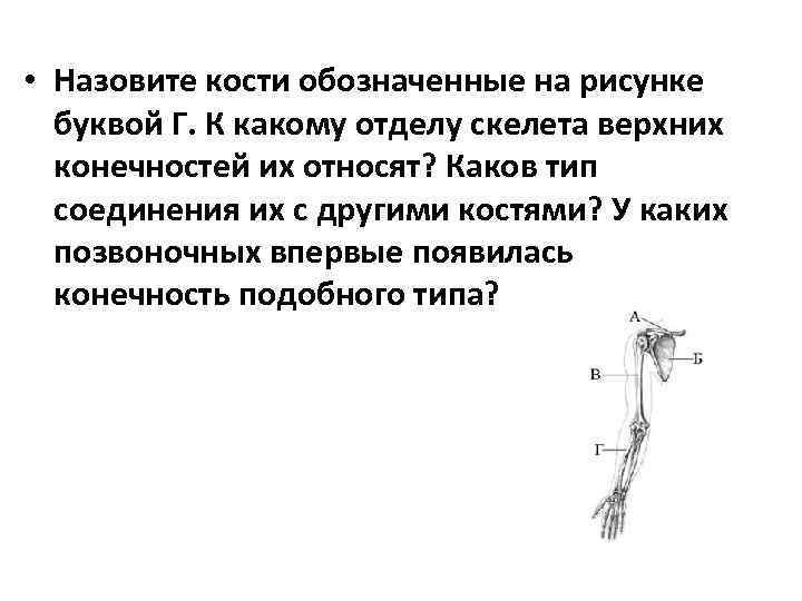 • Назовите кости обозначенные на рисунке буквой Г. К какому отделу скелета верхних