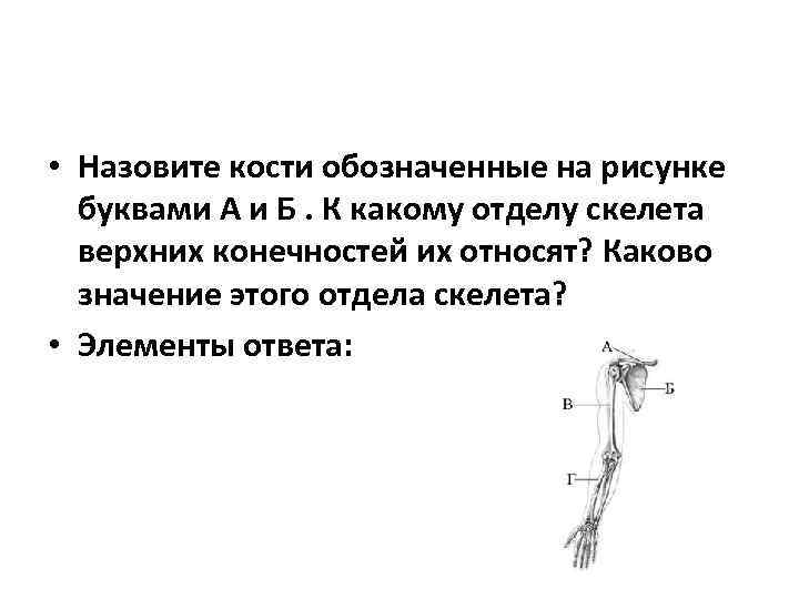 Назовите кости обозначенные на рисунке а и б укажите к каким отделам скелета их относят