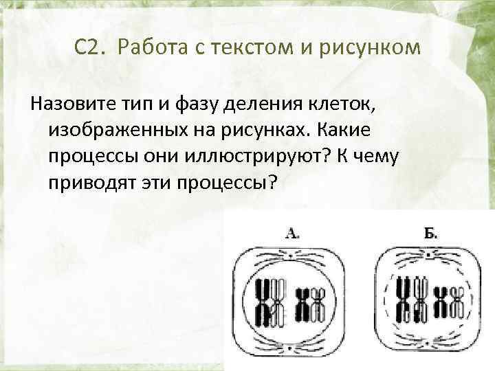 С 2. Работа с текстом и рисунком Назовите тип и фазу деления клеток, изображенных