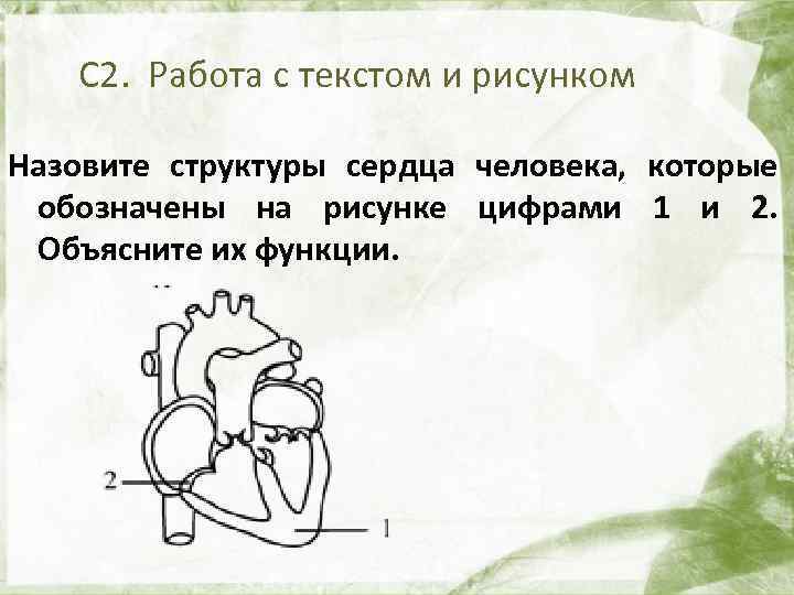 Назовите структуры кости взрослого человека обозначенные на рисунке цифрами 1 и 2