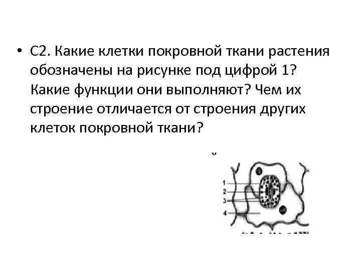  • C 2. Какие клетки покровной ткани растения обозначены на рисунке под цифрой