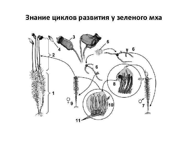 Знание циклов развития у зеленого мха 