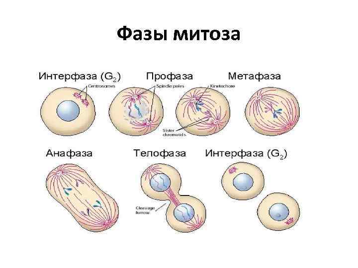 Фазы митоза 