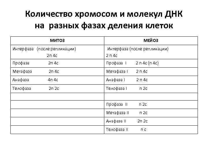Количество хромосом и молекул ДНК на разных фазах деления клеток МИТОЗ МЕЙОЗ Интерфаза (после