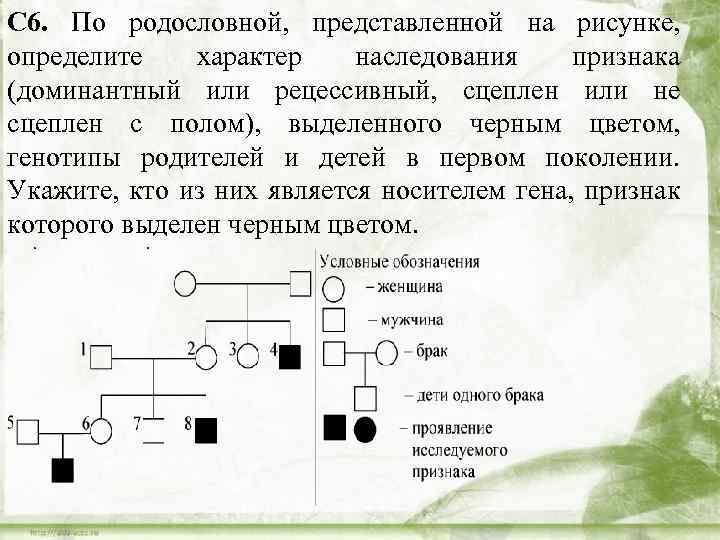 С 6. По родословной, представленной на рисунке, определите характер наследования признака (доминантный или рецессивный,