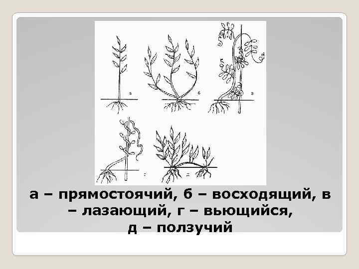 а – прямостоячий, б – восходящий, в – лазающий, г – вьющийся, д –