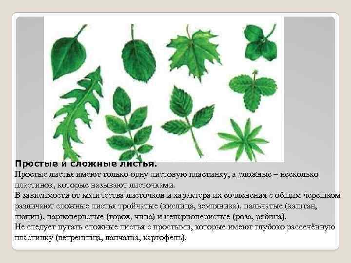 Простые и сложные листья. Простые листья имеют только одну листовую пластинку, а сложные –