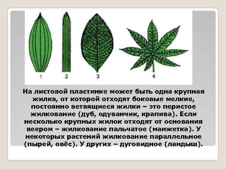 На листовой пластинке может быть одна крупная жилка, от которой отходят боковые мелкие, постоянно