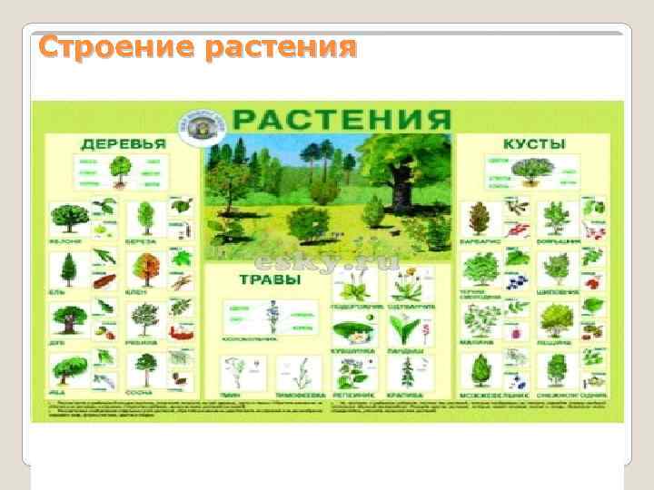 Строение растения 