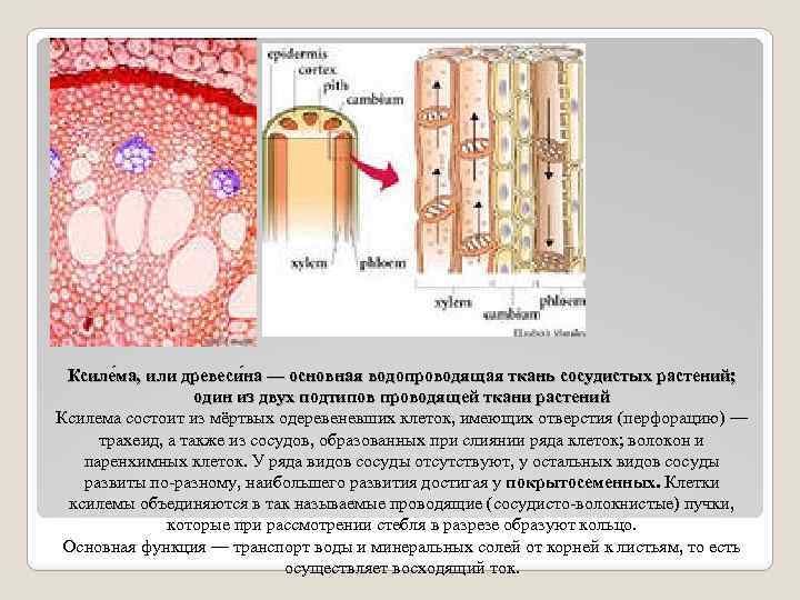 Ксиле ма, или древеси на — основная водопроводящая ткань сосудистых растений; один из двух