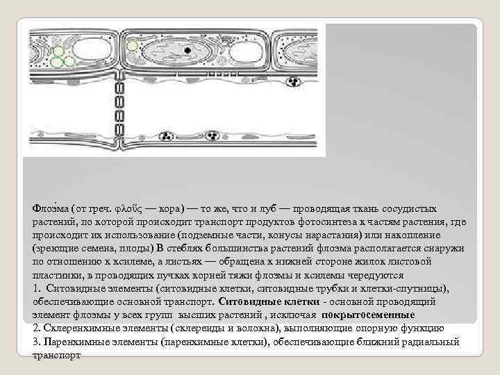 Флоэ ма (от греч. φλοῦς — кора) — то же, что и луб —