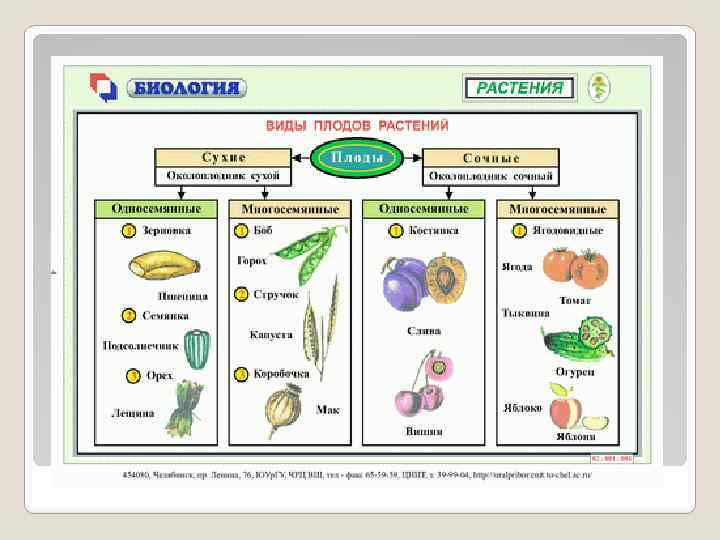 Строение цветка 