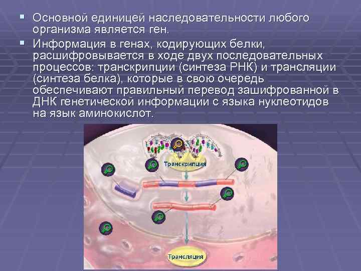 § Основной единицей наследовательности любого организма является ген. § Информация в генах, кодирующих белки,