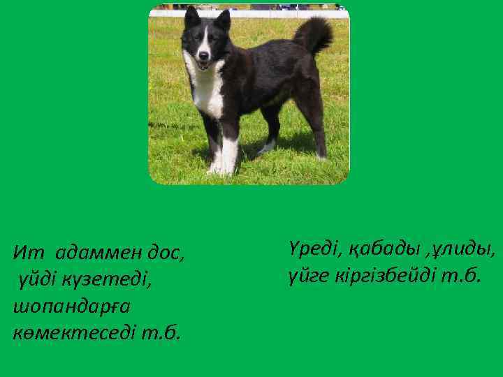 Ит адаммен дос, үйді күзетеді, шопандарға көмектеседі т. б. Үреді, қабады , ұлиды, үйге