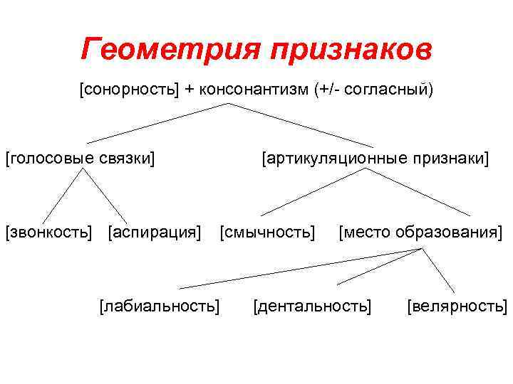 Геометрия признаков [сонорность] + консонантизм (+/- согласный) [голосовые связки] [звонкость] [аспирация] [артикуляционные признаки] [смычность]