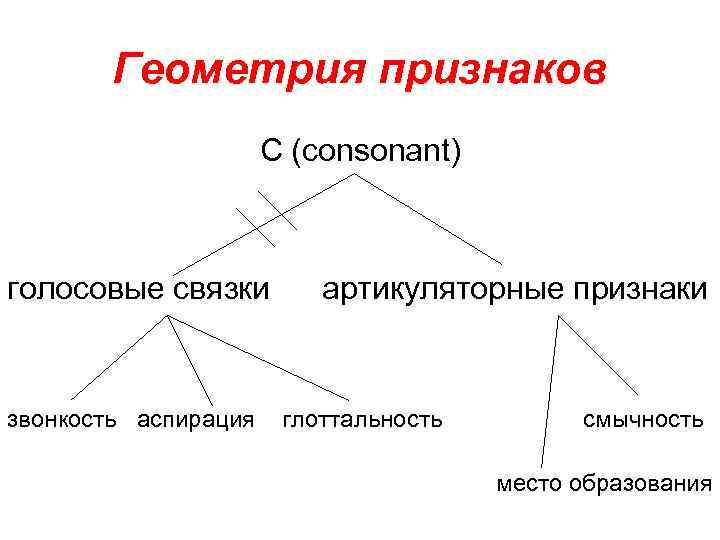 Геометрия признаков С (consonant) голосовые связки звонкость аспирация артикуляторные признаки глоттальность смычность место образования