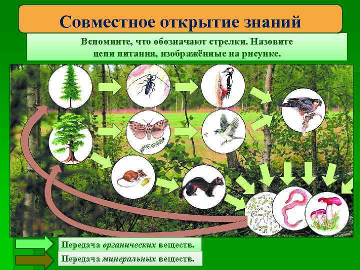 Примеры связей в лесу. Цепи питания экосистемы леса. Экологические связи леса. Лес -экологическая система. Пищевая цепь экосистемы леса.