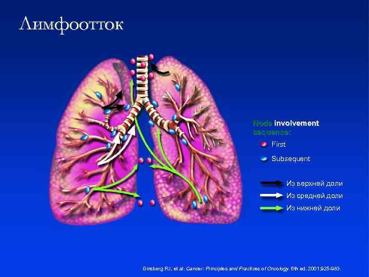 Лимфооттока лимфы Пути Node involvement sequence: First Subsequent Из верхней доли Из средней доли