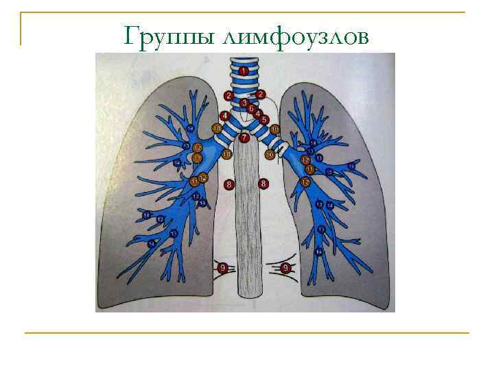Группы лимфоузлов 