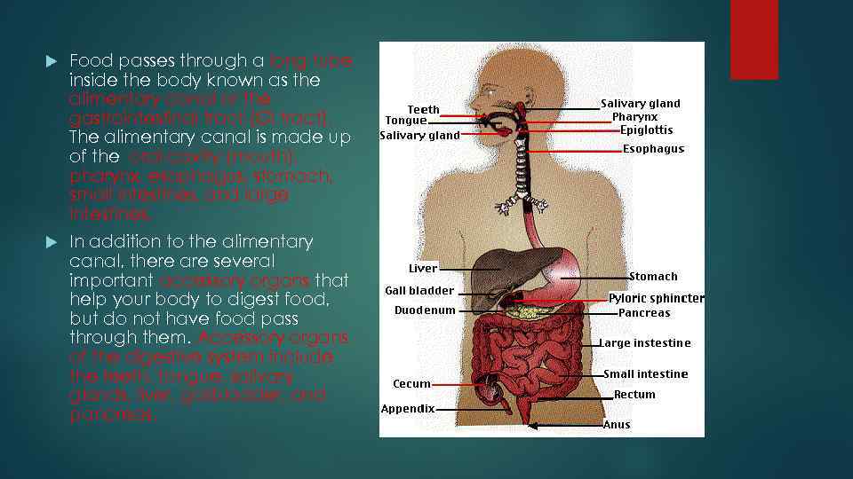  Food passes through a long tube inside the body known as the alimentary