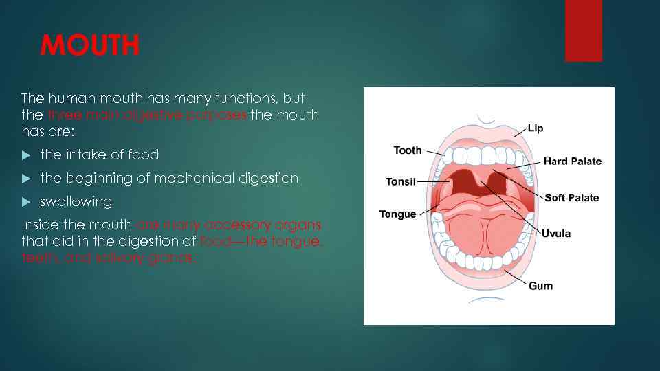 MOUTH The human mouth has many functions, but the three main digestive purposes the